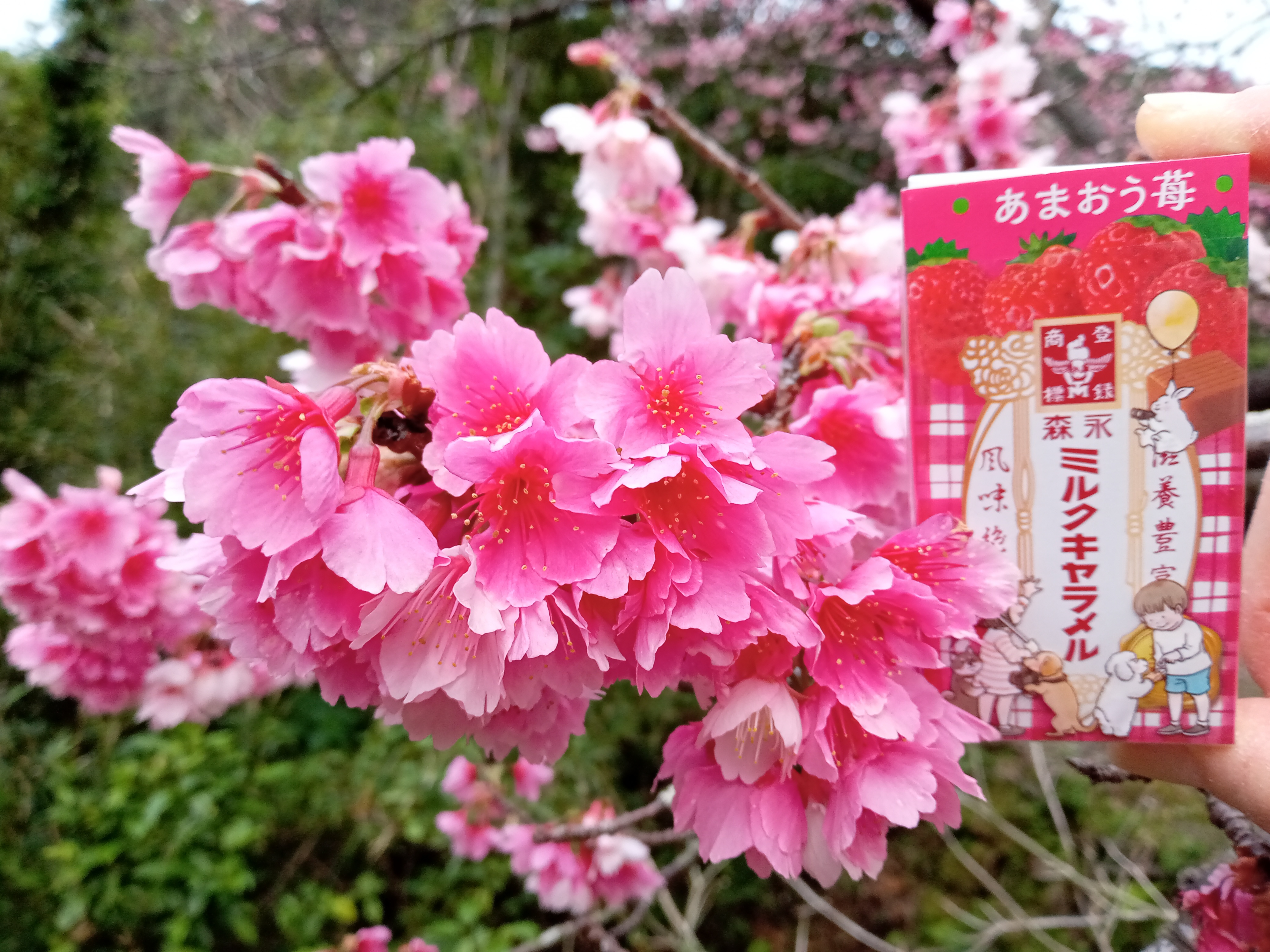 1月29日。家族でお花見に行きました。八分咲きの桜に、春の気配を感じ
